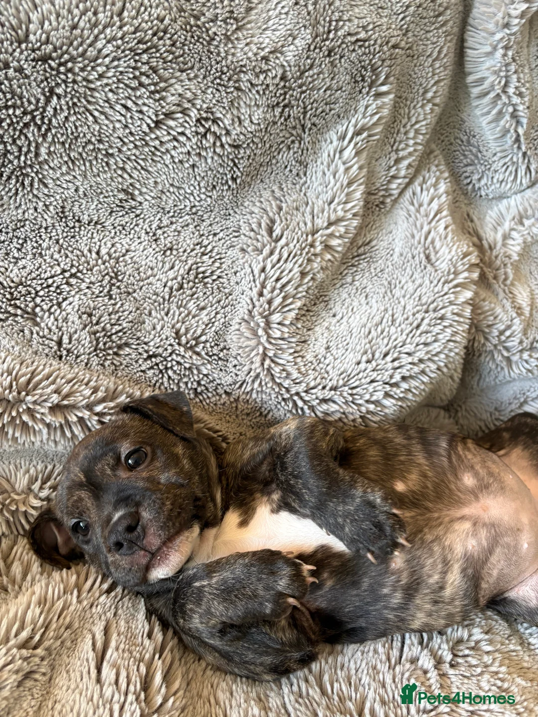 Mixed Breed dogs for sale: Female brindle staffy x - Advert 2