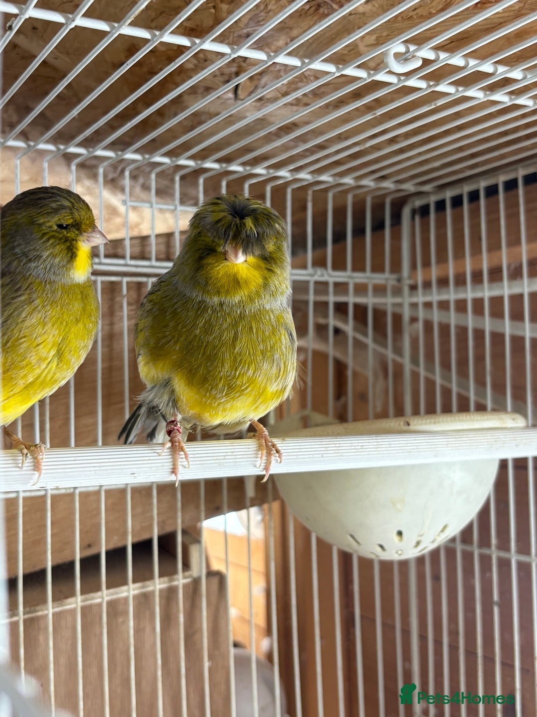 Canaries birds for sale: Lot of stunning canary’s  - Advert 13