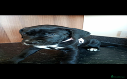 Mixed Breed dogs for sale: Great dane X Cane corso  - Image 7