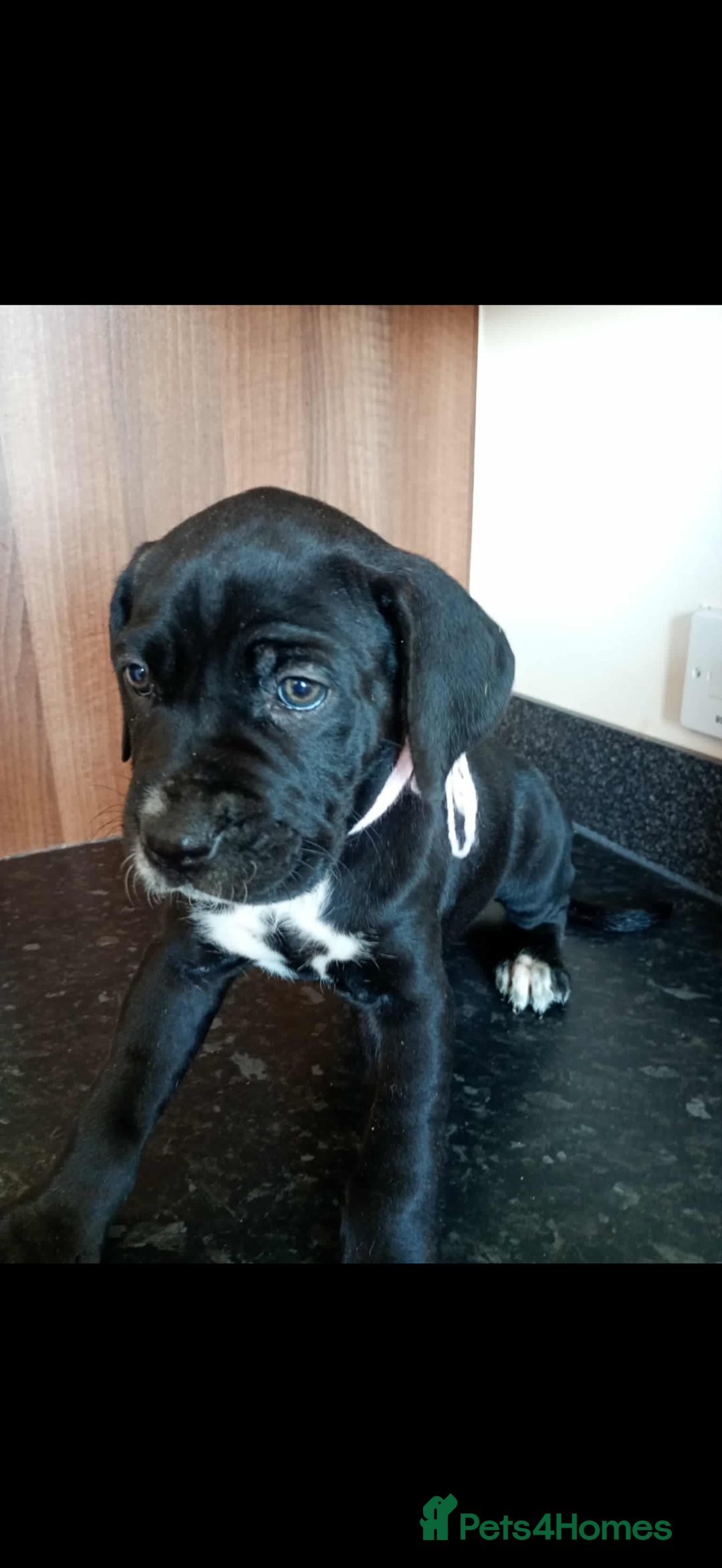 Mixed Breed dogs for sale: Great dane X Cane corso  - Image 7