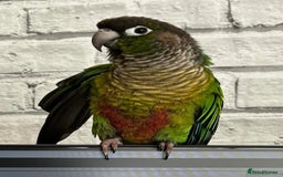 Conures birds for sale: 3 year old Green Cheeked Conure with cage and toys - Image 6
