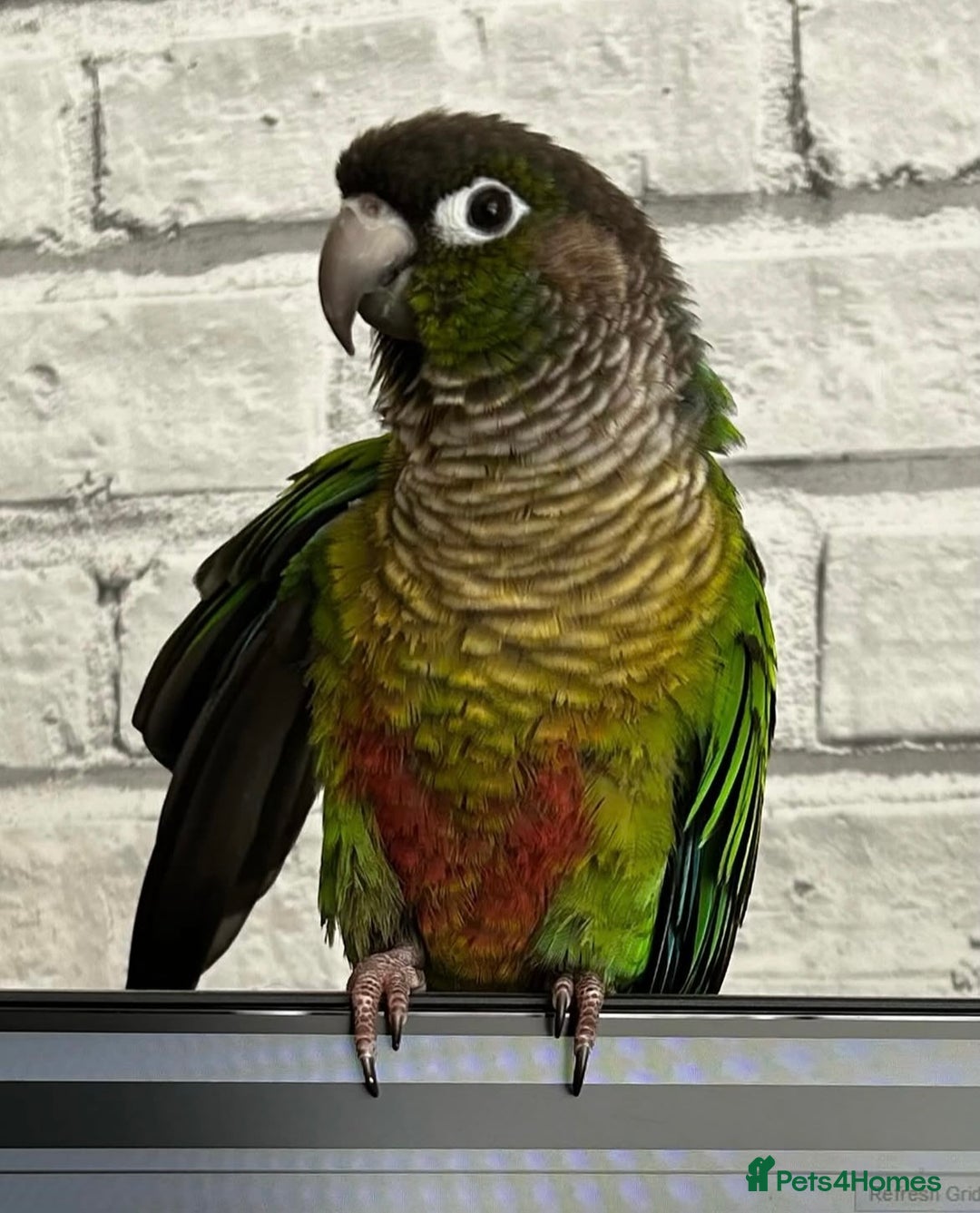 Conures birds for sale: 3 year old Green Cheeked Conure with cage and toys - Image 6