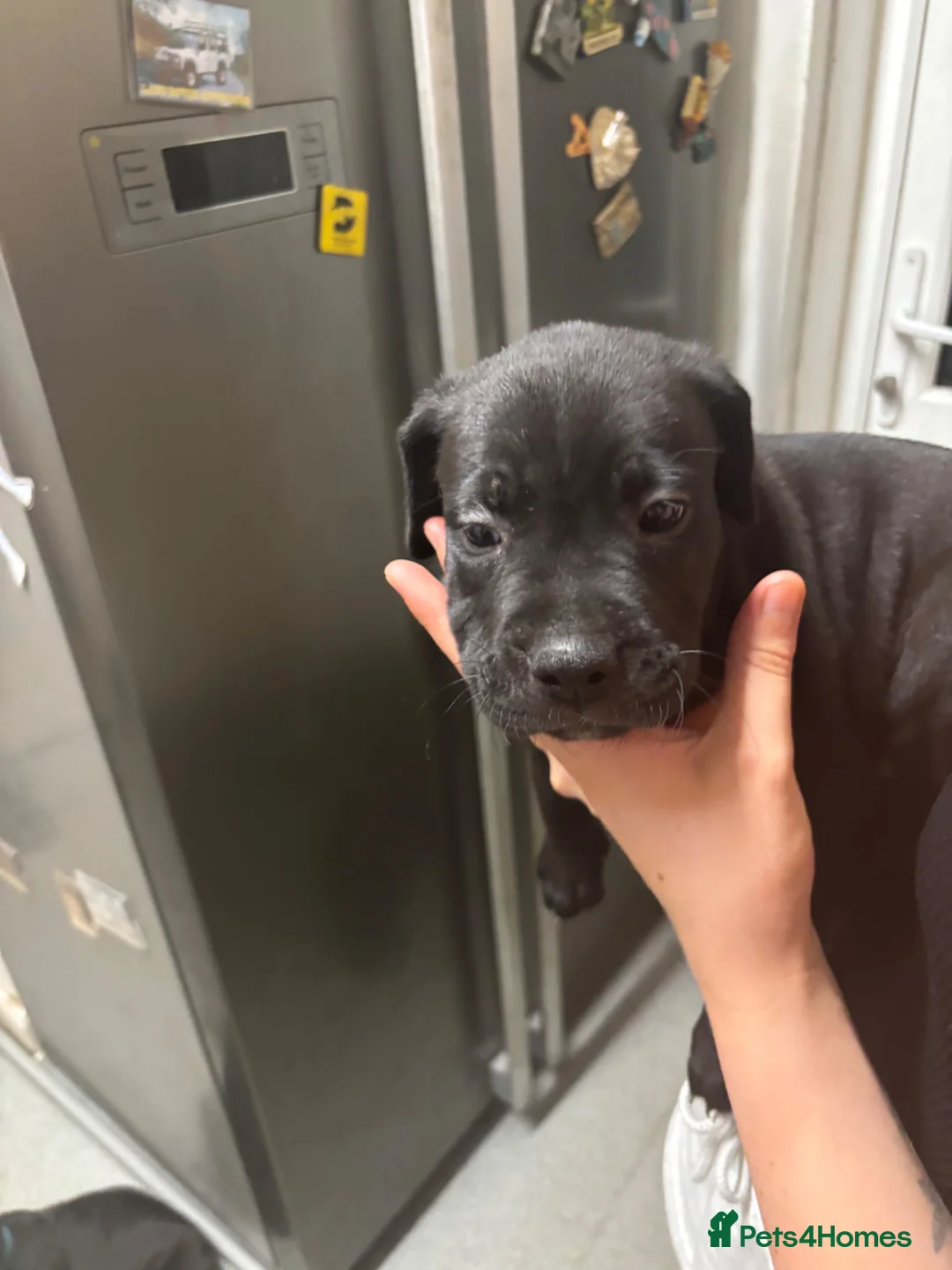 Mixed Breed dogs for sale: Beautiful pups for sale  in Beaconsfield - Advert 9