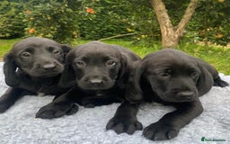 Springador dogs for sale: Gorgeous Springador Puppies - Image 3