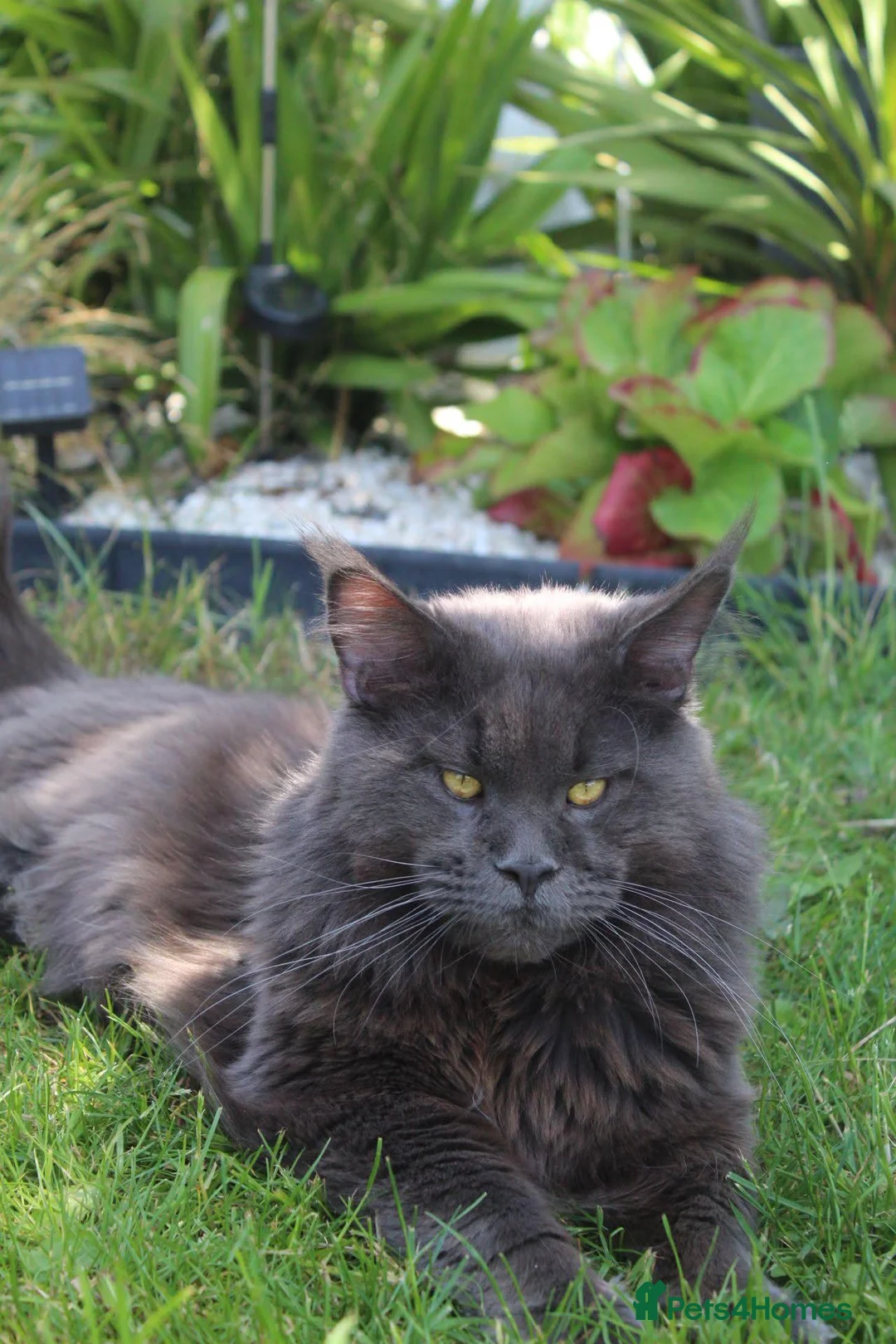 Maine Coon cats for stud: Maximus maine coon stud  - Advert 7