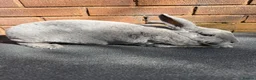 Rex rabbits for sale: Stunning Beautiful Blue Mini Rex Does  - Advert 5