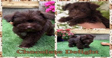 Miniature Schnauzer dogs - Advert 15