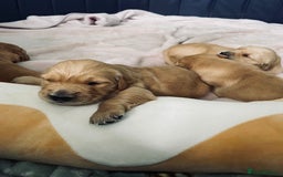 Golden Retriever dogs for sale: 5 gorgeous goldens left! - Image 13