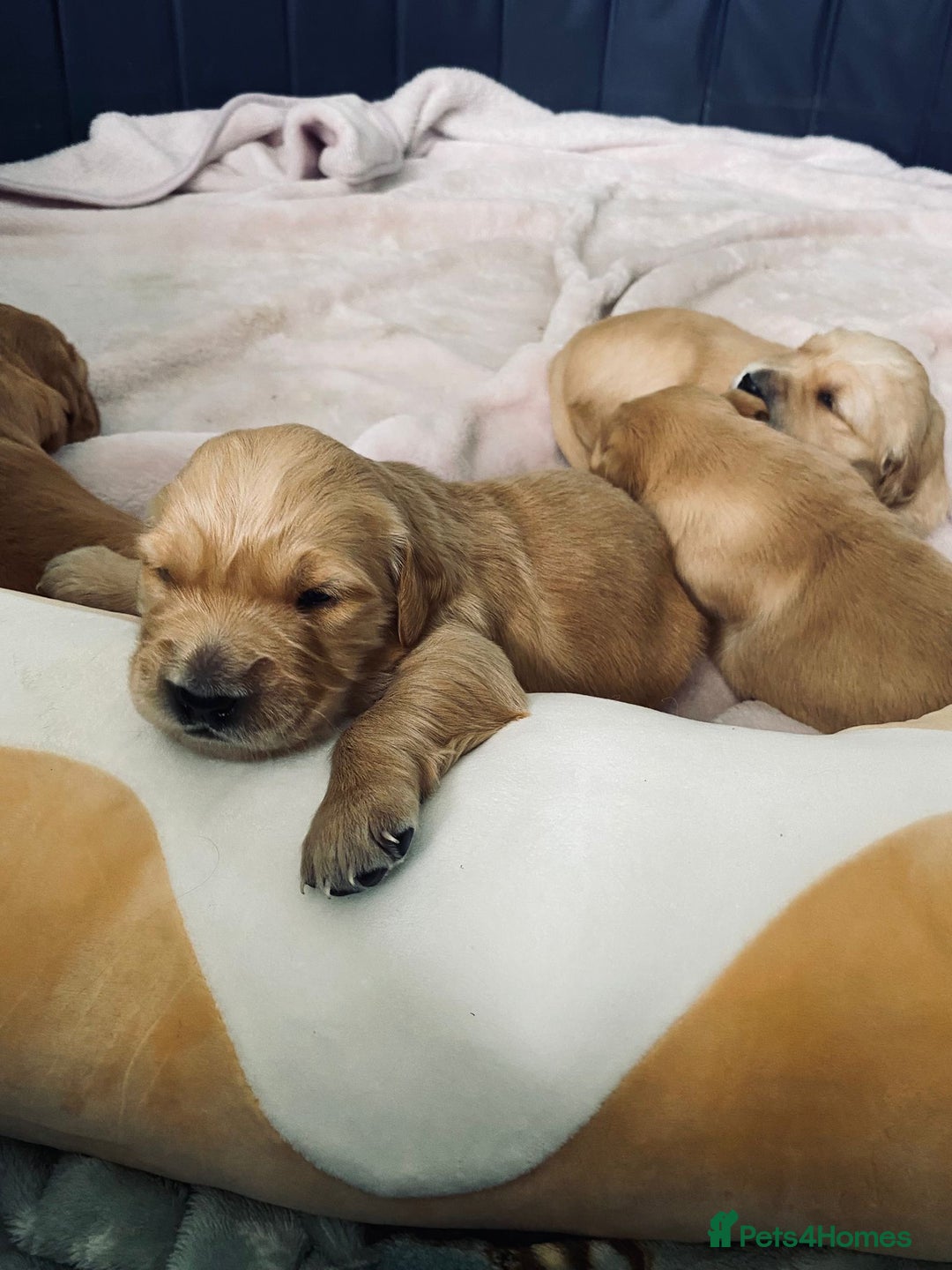 Golden Retriever dogs for sale: 5 gorgeous goldens left! - Image 13