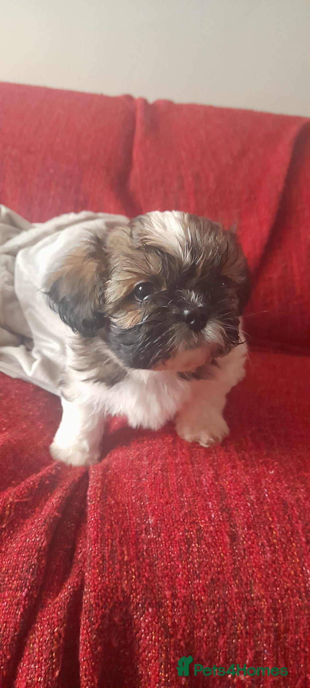 Shih Tzu dogs for sale: 3 Shih-tzu boys looking for forever home - Advert 5