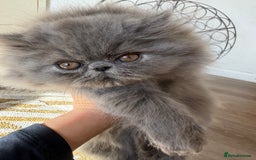 Persian cats for sale: Grand Imperial Bloodlines Pedigree Cats, Reduced! - Image 5