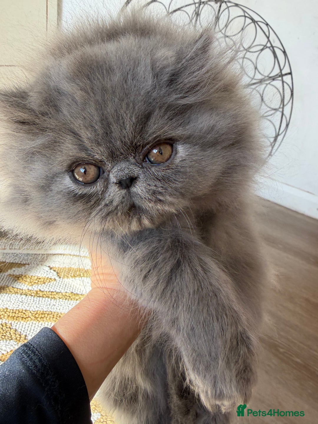 Persian cats for sale: Grand Imperial Bloodlines Pedigree Cats, Reduced! - Image 5