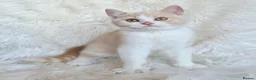 British Shorthair cats for sale: Gorgeous British shorthair kittens  - Advert 5