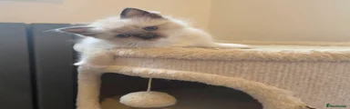 Ragdoll 4