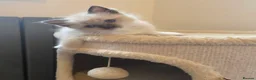 Ragdoll cats for sale: Stunning ragdoll kittens - Advert 2