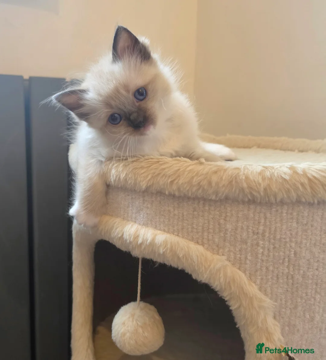 Ragdoll cats for sale: Stunning ragdoll kittens - Advert 2