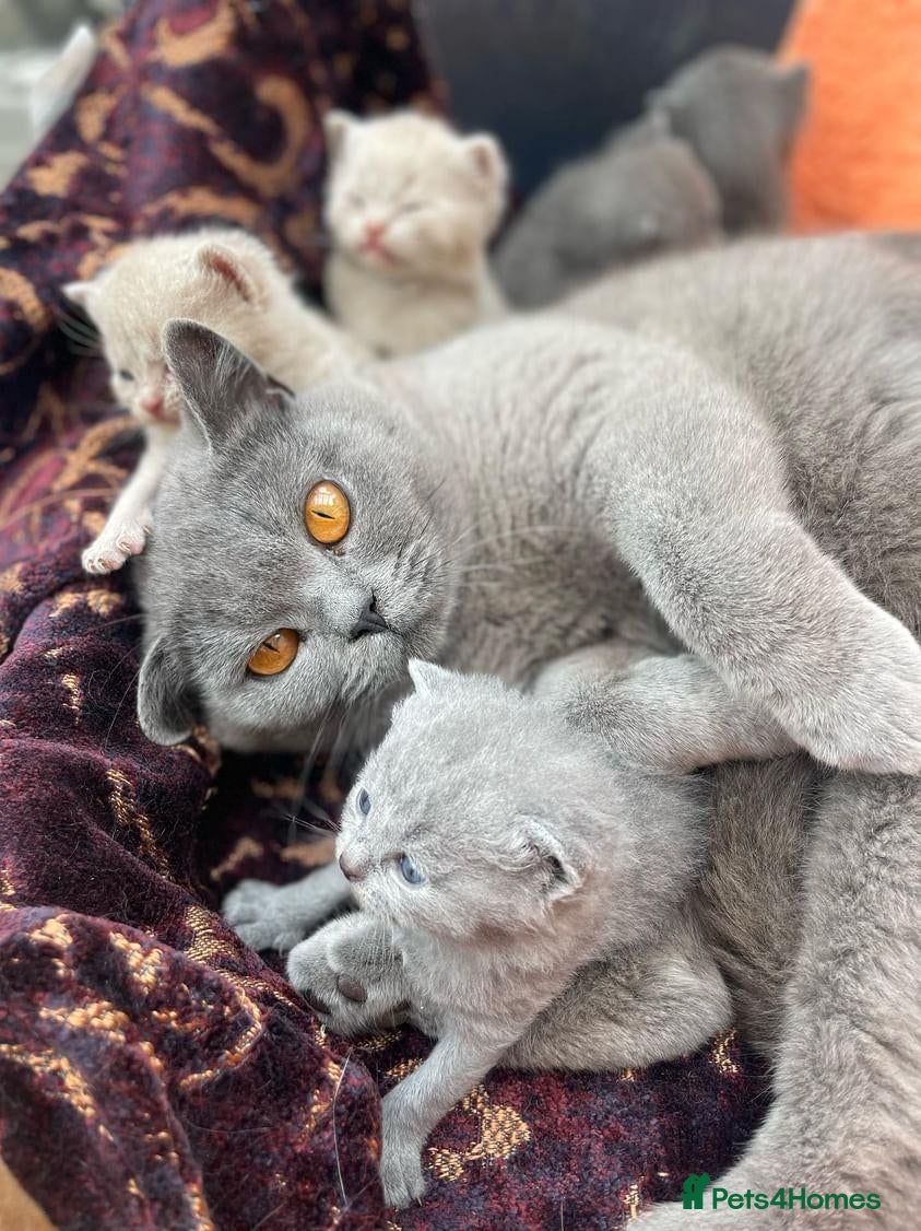 British Shorthair cats ❤️British Shorthair kittens❤️ - Advert 14