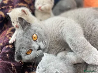 British Shorthair cats ❤️British Shorthair kittens❤️ - Advert 8
