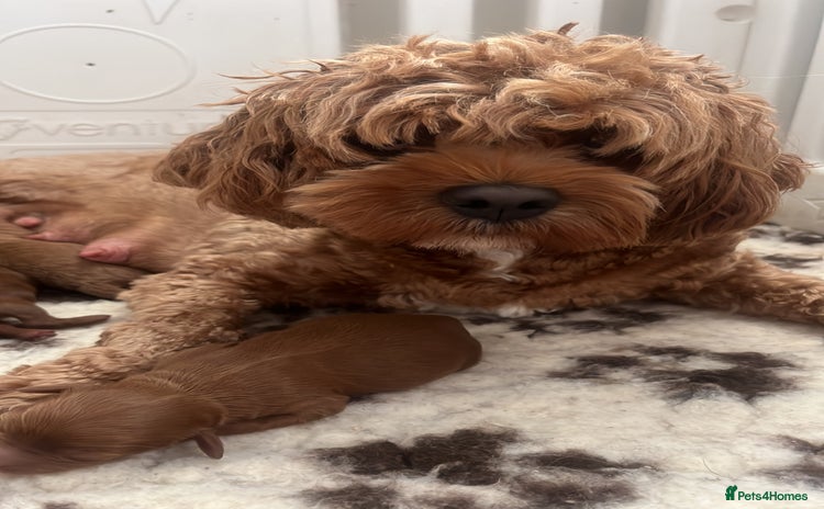 Cavapoo dogs - Advert 7