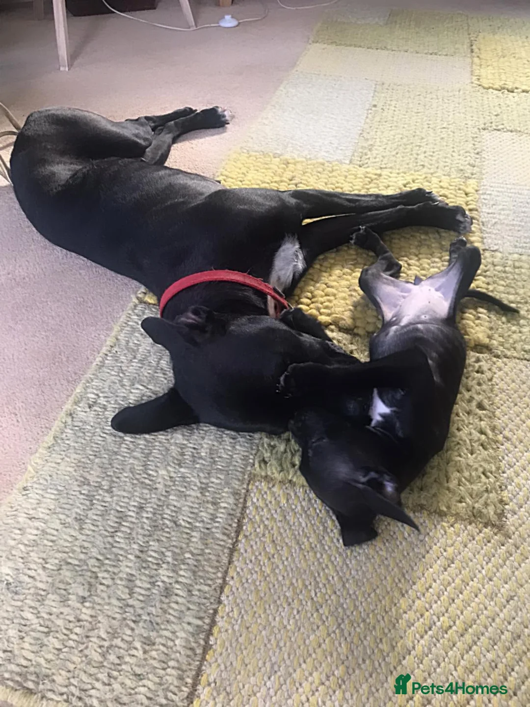 Mixed Breed dogs for sale: 🐾 PEBBLES - The Sweet, Clever Staffy Mix - Advert 2