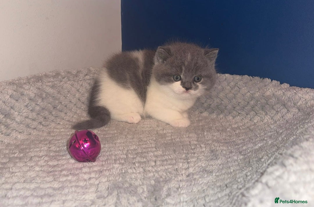 British Shorthair cats for sale: GCCF registered male 🩵  - Advert 8
