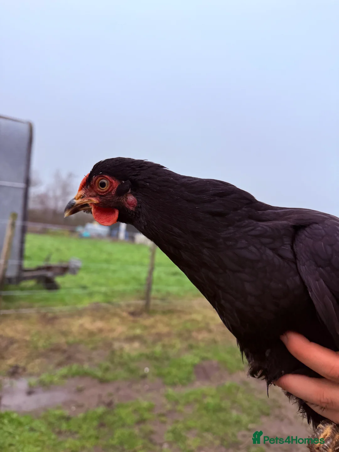 Chickens poultry for sale: Wyandotte Bantam Point of Lay  - Advert 3