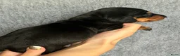 Dachshund dogs for sale: Beautiful litter of standard Dachshund  - Advert 13