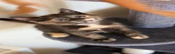 Mixed Breed cats for sale: Kittens  in London - Advert 10