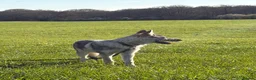 Saarloos Wolfdog dogs for sale: Czechoslovakian Wolfdog  in Slough - Advert 4