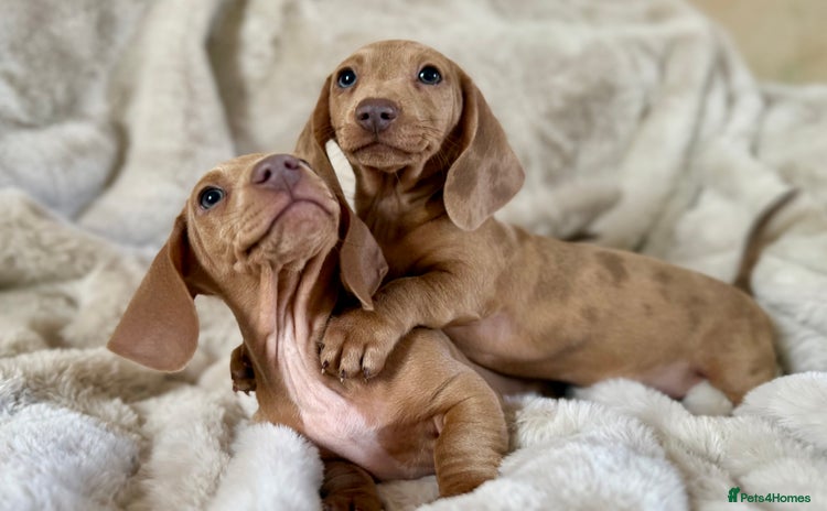 Miniature Dachshund dogs - Advert 9