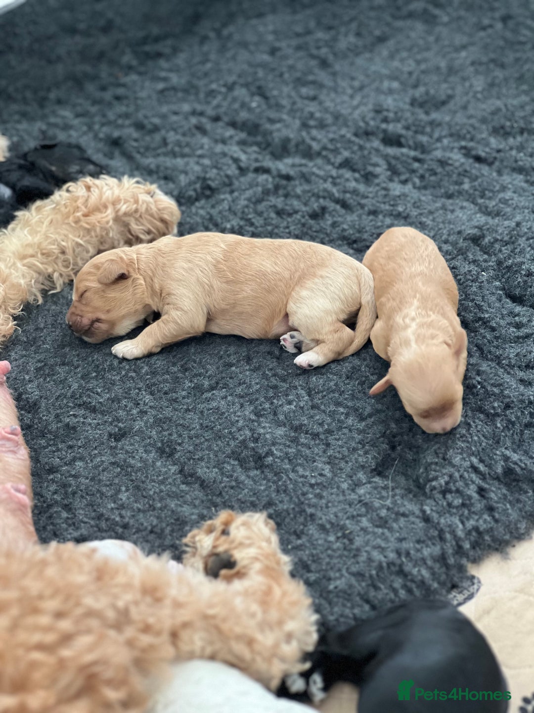 Cavapoo dogs for sale: F1B OUTSTANDING RARE RAINBOW 🌈 BABIES (Cavapoo)  - Image 19