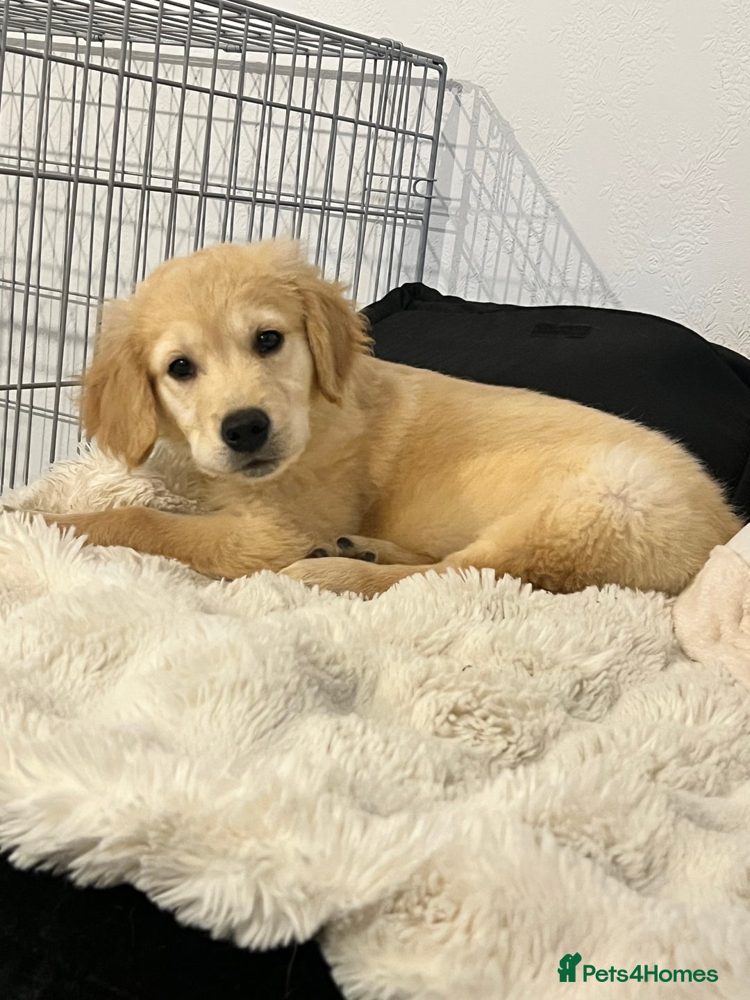 Golden Retriever dogs for sale: Golden Retriever Puppy - Male - Advert 2