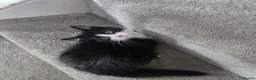 Mixed Breed cats for sale: Kittens  - Advert 1