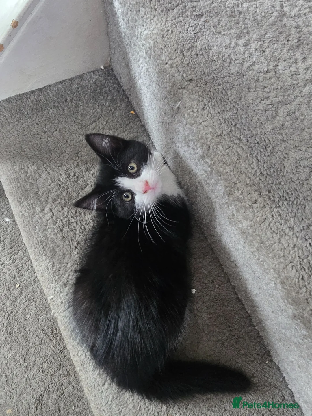 Mixed Breed cats for sale: Kittens  - Advert 1