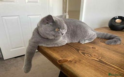British Shorthair cats for stud: Ciccetto for stud - Image 1