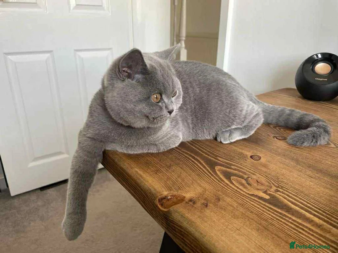 British Shorthair cats for stud: Ciccetto for stud - Advert 1