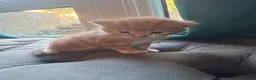 Mixed Breed cats for sale: ❤️Adorable Kittens Looking Parents ❤️ - Advert 3