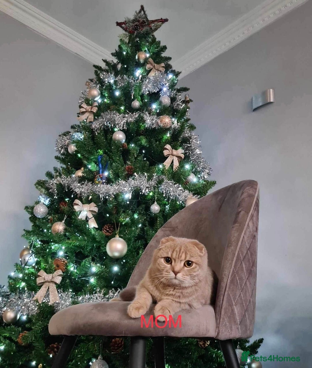 Scottish Fold cats for sale: Scottish Fold/Straight Kittens - Advert 10