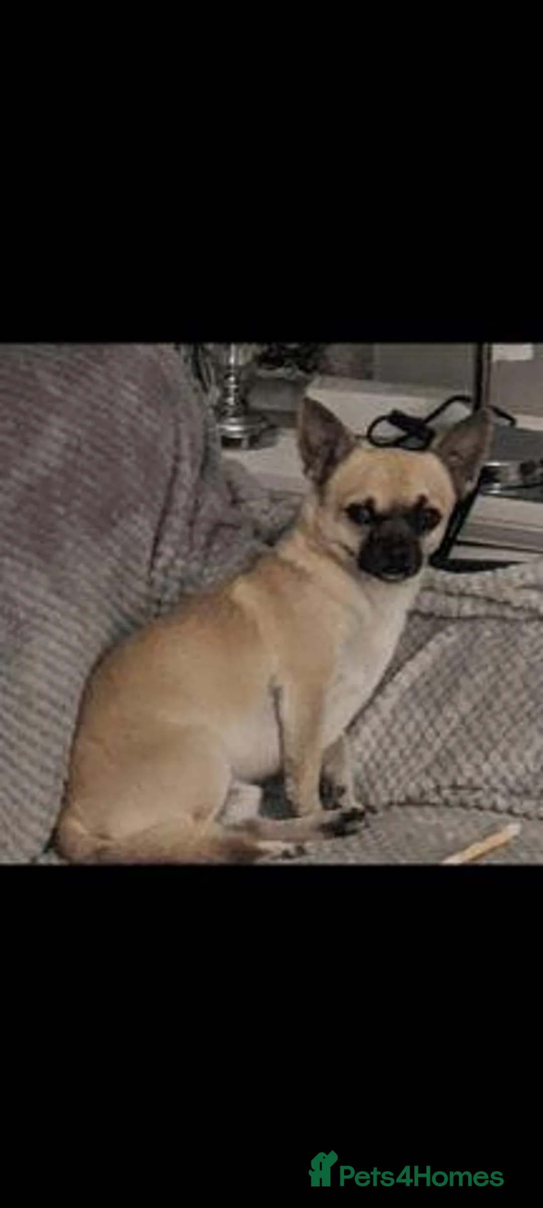 Chihuahua dogs for sale: Beautiful Chihuahua Puppies – 2 Boys & 2 Girls in Wokingham - Advert 2
