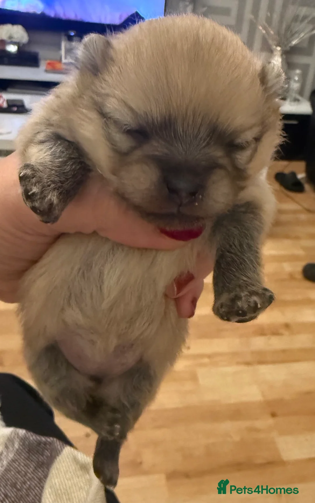 Pomeranian dogs for stud: Prince George Bridgeton 👑 - Advert 37