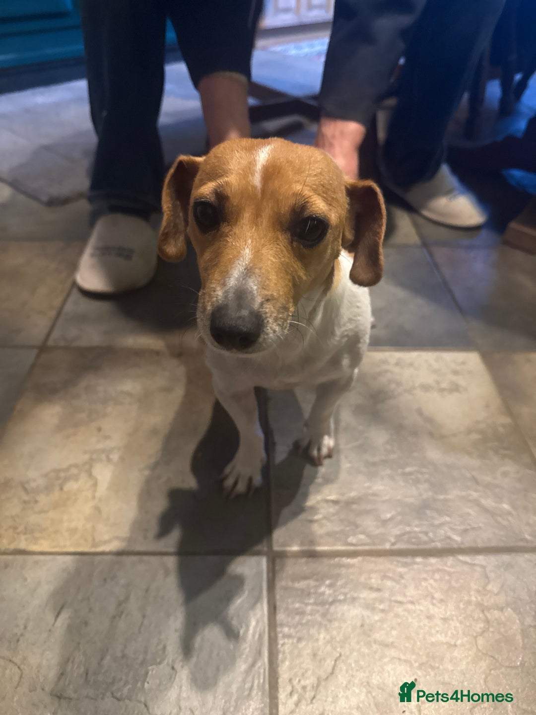 Mixed Breed dogs for sale: Jack Russell X Lakeland Terrier Puppies - Advert 2