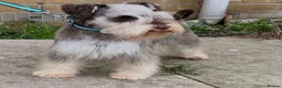 Miniature Schnauzer dogs for stud: ✨ TINY 5kg ✨CHOCOLATE SCHNAUZER ✨KC HEALTH TESTED  - Advert 5