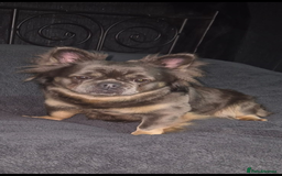 French Bulldog dogs for sale: 🔥🔥FRENCH BULLDOG PUPPIES🔥🔥 - Advert 8