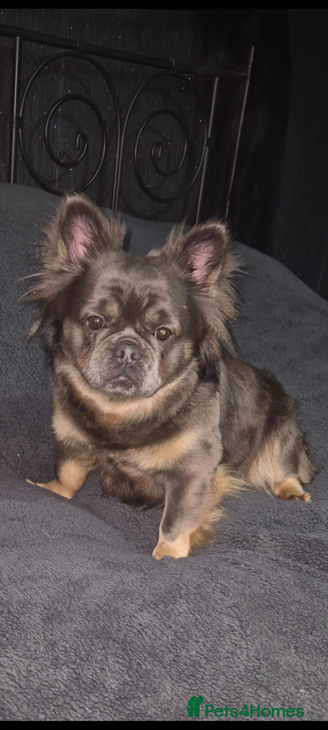 French Bulldog dogs for sale: 🔥🔥FRENCH BULLDOG PUPPIES🔥🔥 - Advert 8