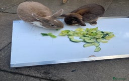 Mini Lop rabbits for sale: 3 buns for sale - Image 7