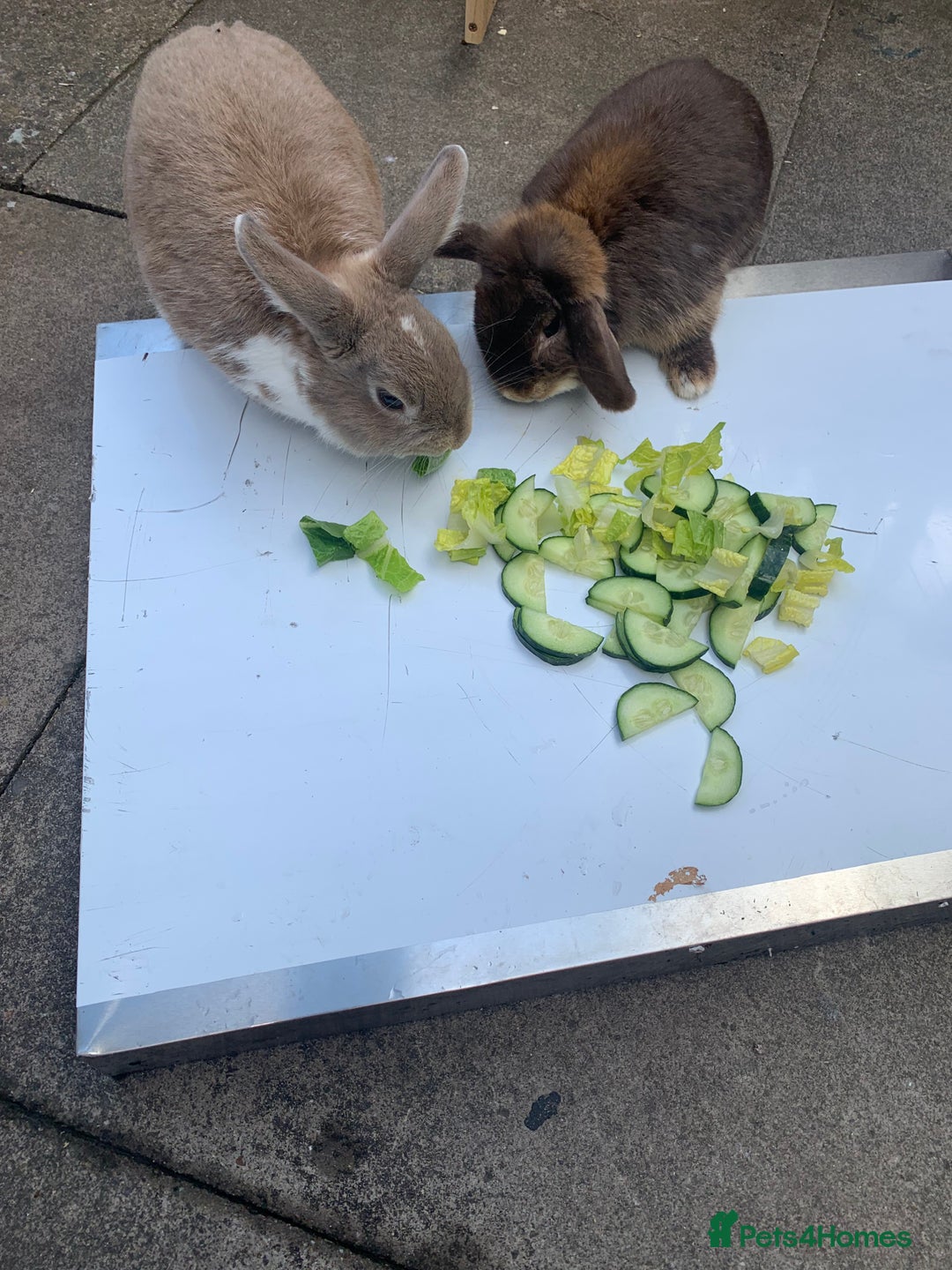 Mini Lop rabbits for sale: 3 buns for sale - Image 7