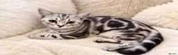 British Shorthair cats for sale: Stunning Silver BSH Kittens GCCF Champion Lines - Advert 3