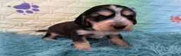 Cocker Spaniel dogs for sale: Kc registered show cocker spaniels  - Advert 14