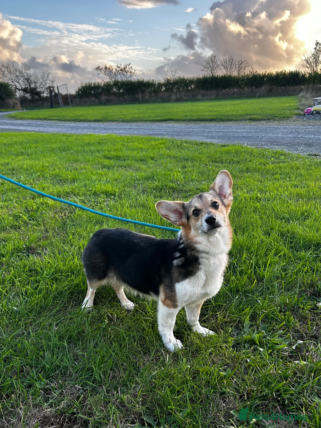 Welsh Corgi Pembroke dogs for sale: Bonnie - 1 1/2 year old Tri-Coloured Female  - Advert 2