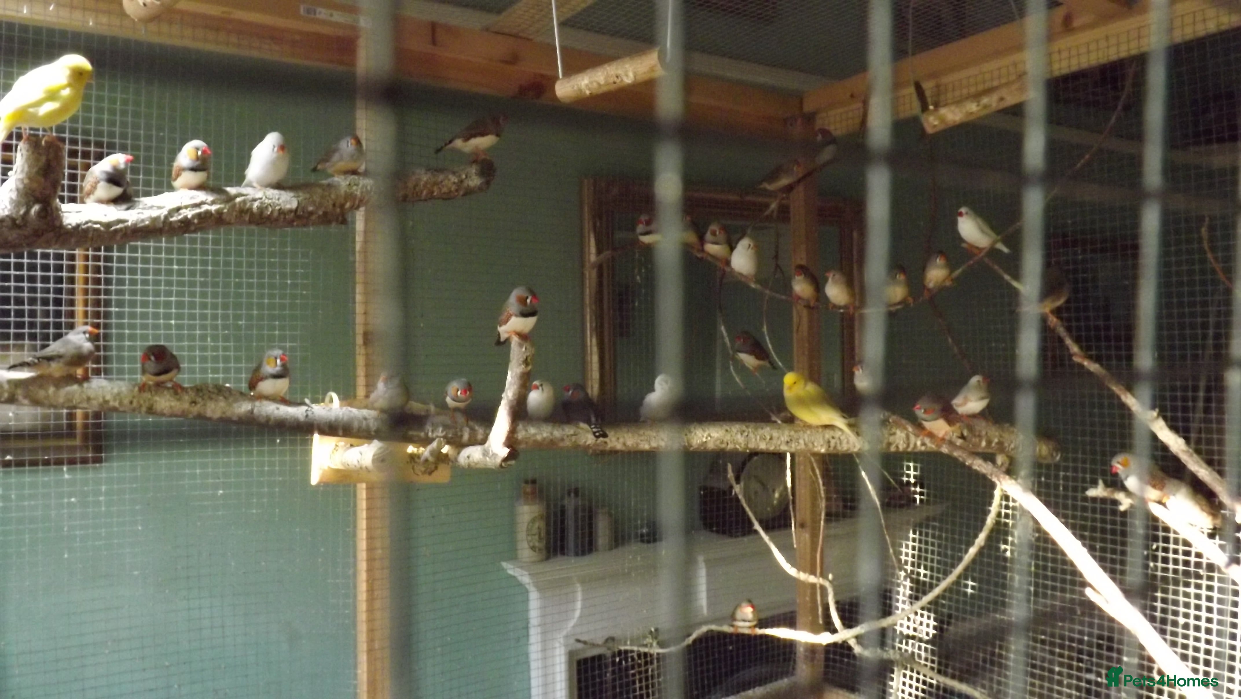 Mixed Breed birds Birds in need of rehoming, Canaries & finches - Advert 3